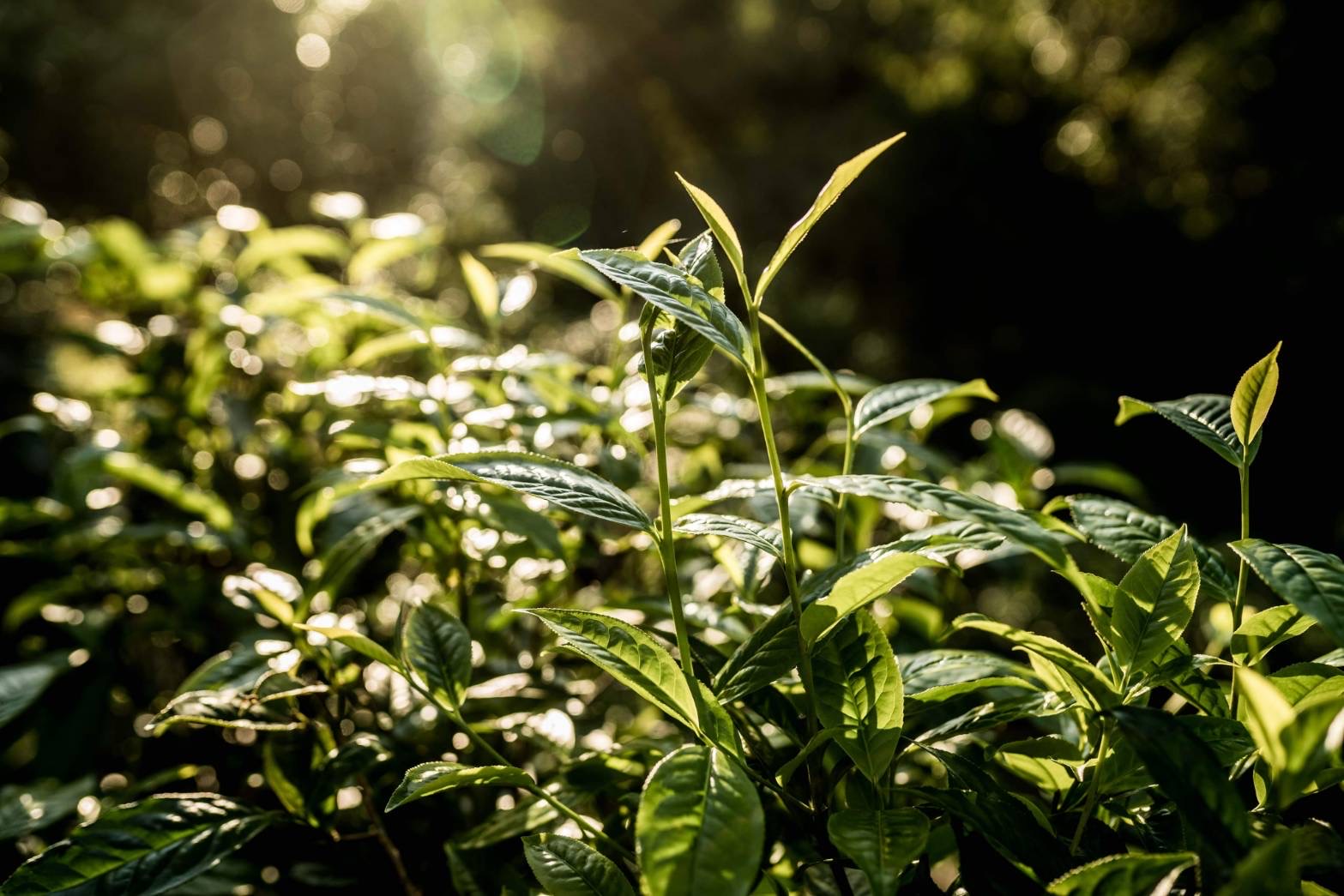 Sunlit organic tea plantation in Northern Thailand