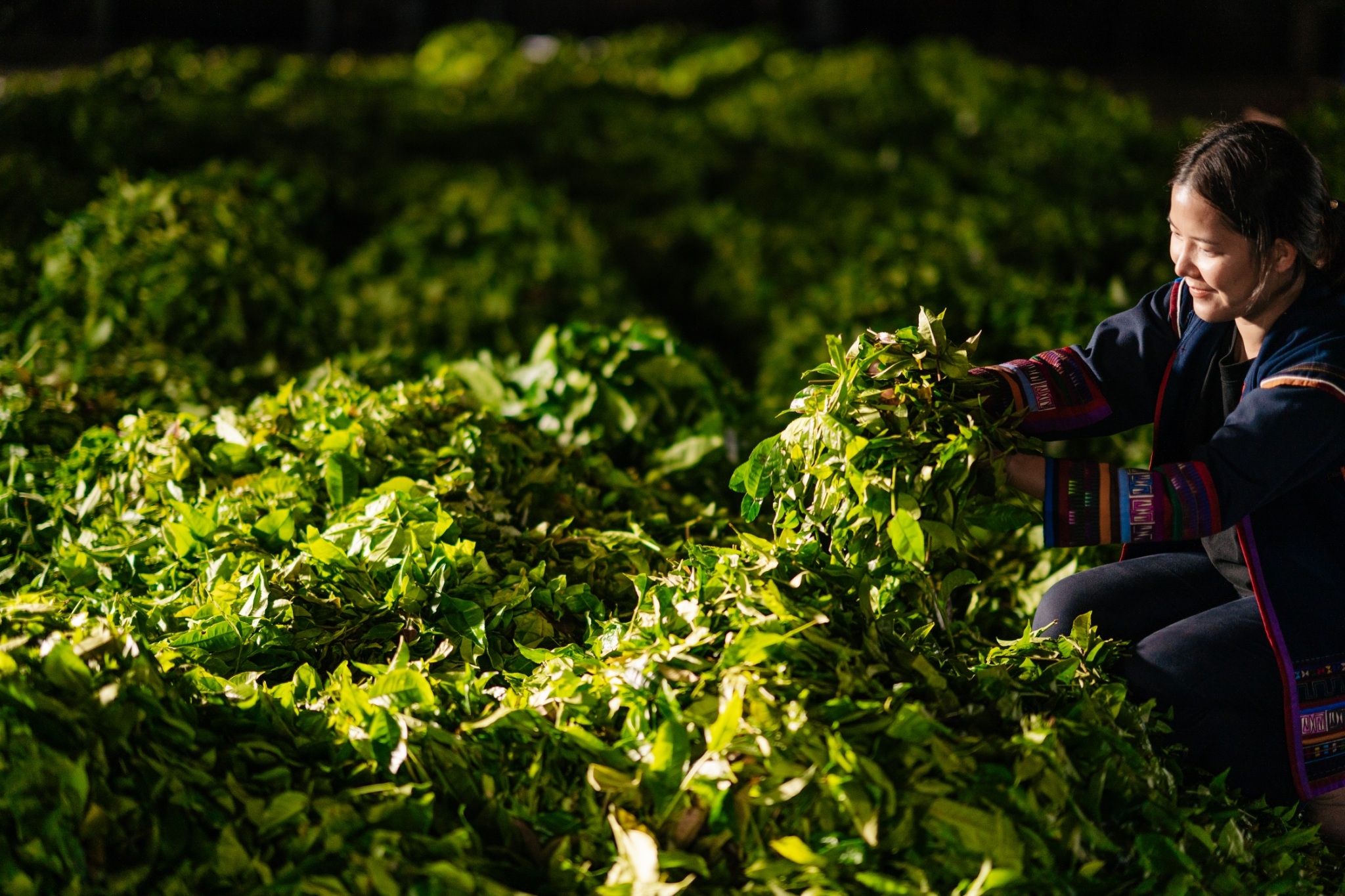 Tea grower picking leaves in Northern Thailand