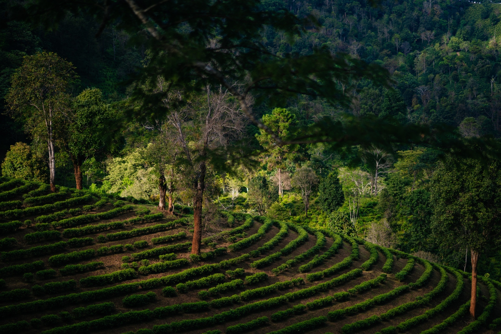 Tea terraces in Northern Thailand highlands