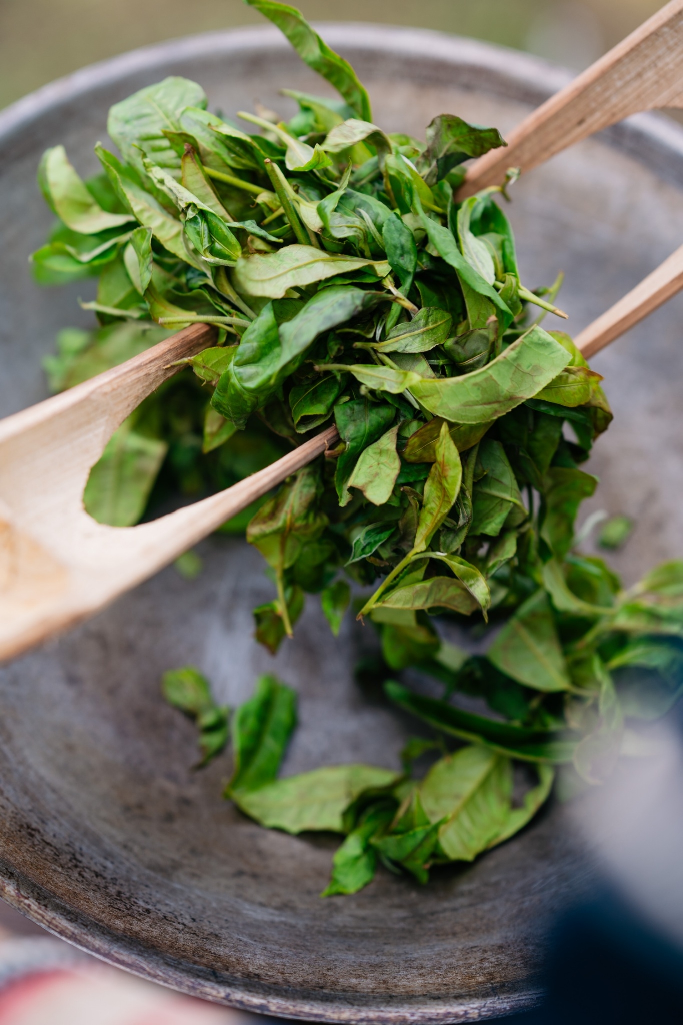 Fresh tea leaves — artisanal processing