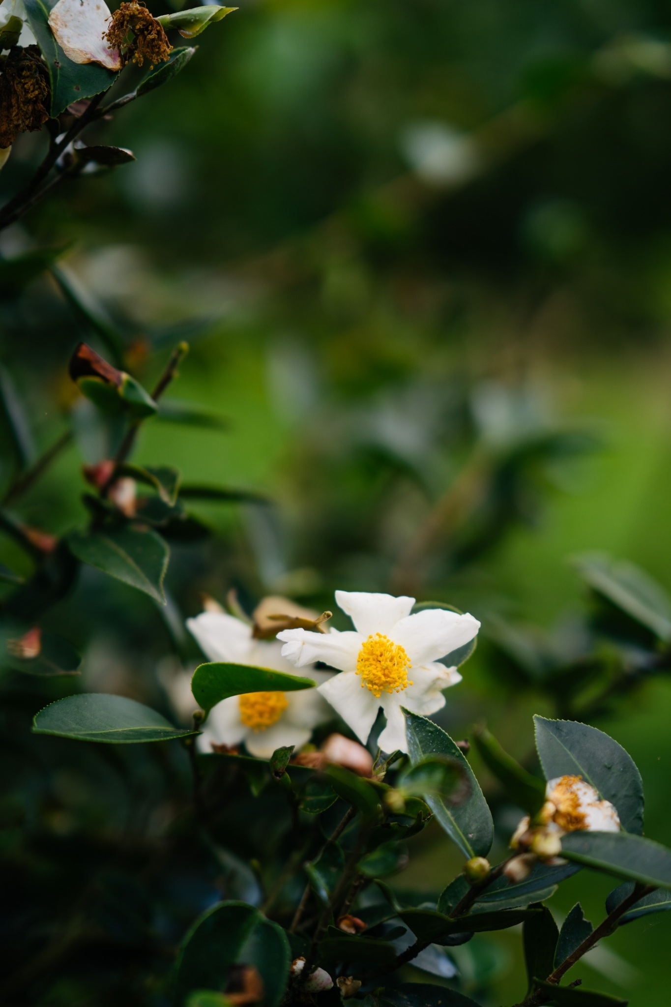 Toors Tea — tea flower in bloom